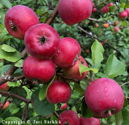 Malus domestica 'Elina', tarhaomenapuu